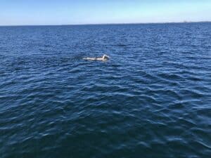 swimoresund sweden border jorg schleibaum