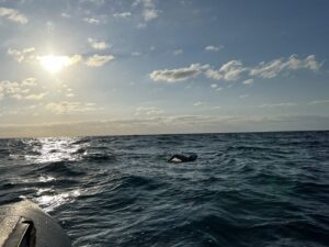 anke tinnefeld evening crossing