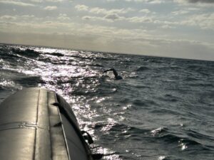 anke tinnefeld evening swim