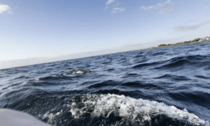 anke tinnefeld swedish coast