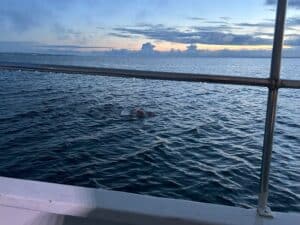 stefanie kohl before sunrise