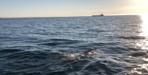 swimoresund mariel hawley smooth water