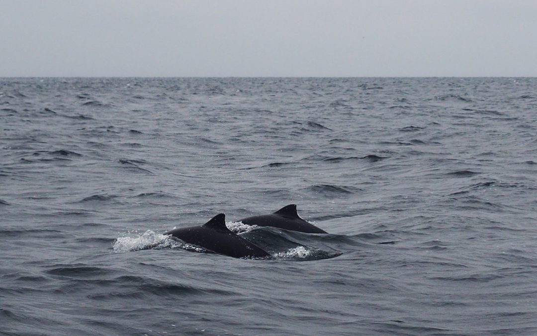 two porpoises swimoresund