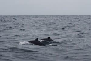 two porpoises swimoresund