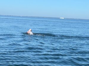 Sssk group team 3 brian dillon ferry